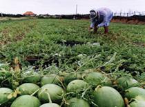 Agriculture 