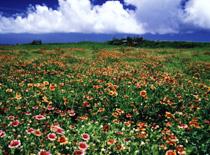 Gaillardia pulchella