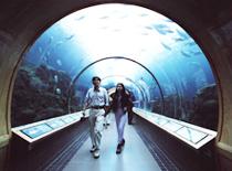  aquarium 